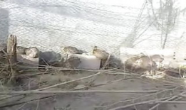 马配驴视频大全,动物界的跨界搭档秀